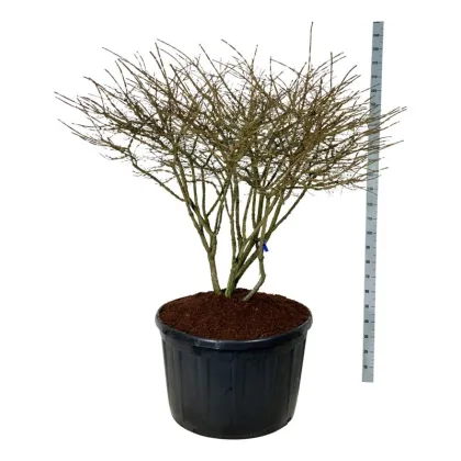 Бересклет крылатый