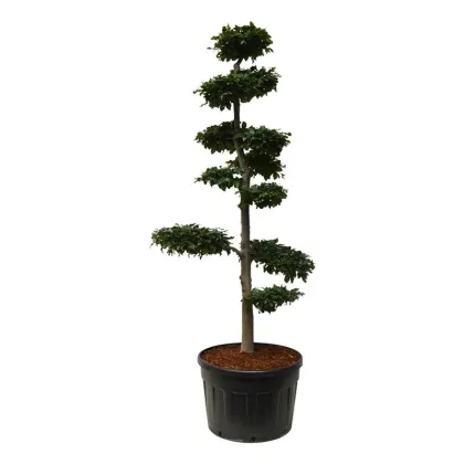 Бук европейский