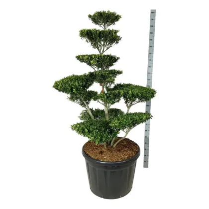 Падуб городчатый Блонди