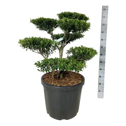 Падуб городчатый Блонди