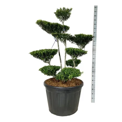 Падуб городчатый Блонди