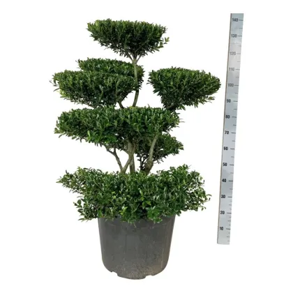 Падуб городчатый Блонди