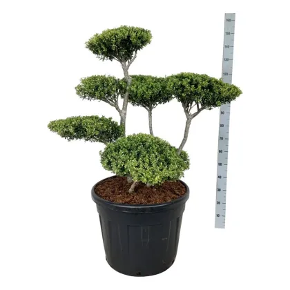 Падуб городчатый