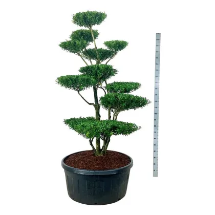 Падуб городчатый Блонди