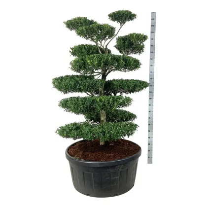 Падуб городчатый Блонди