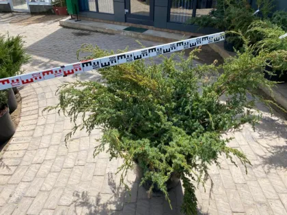 Можжевельник чешуйчатый Блю Альпс