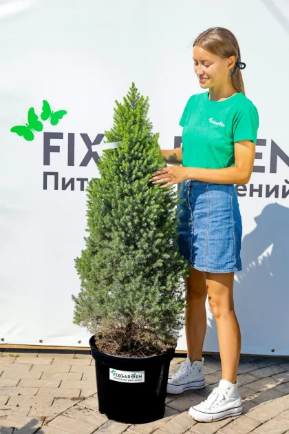 Ель канадская Перфекта