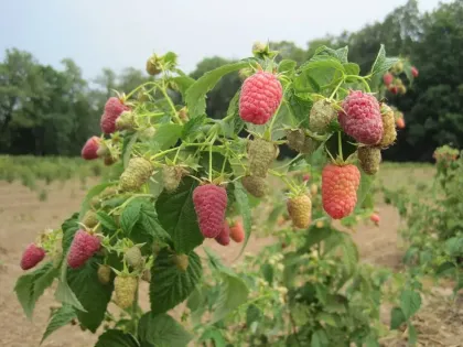Малина Карамелька