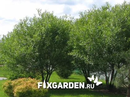 Ива ломкая Буллата