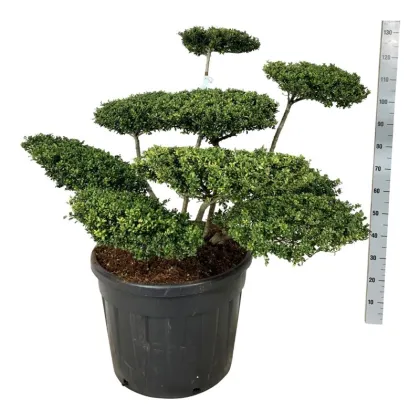 Падуб городчатый Конвекса