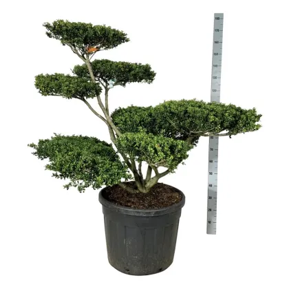 Падуб городчатый Конвекса