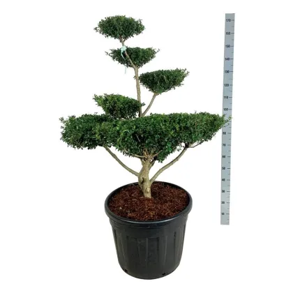 Падуб городчатый Грин Люстре