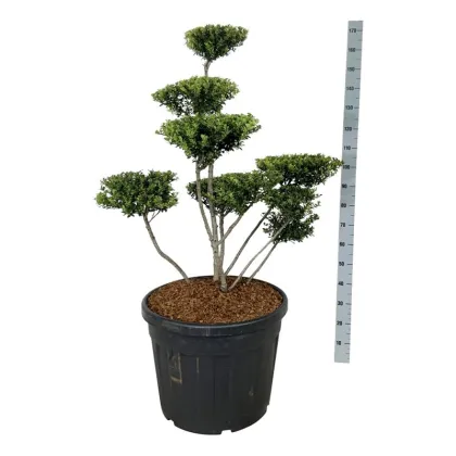 Падуб городчатый Грин Хедж