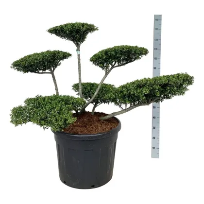 Падуб городчатый Стоукс