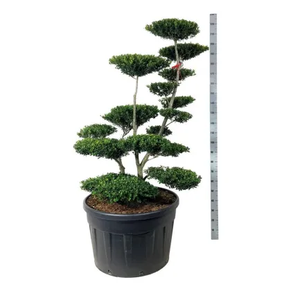 Падуб городчатый Грин Хедж