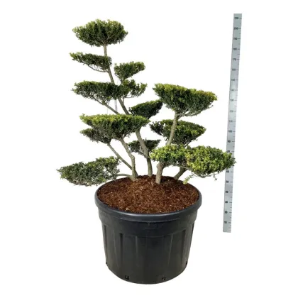 Падуб городчатый Грин Люстре