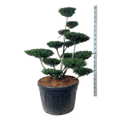 Падуб городчатый Грин Хедж