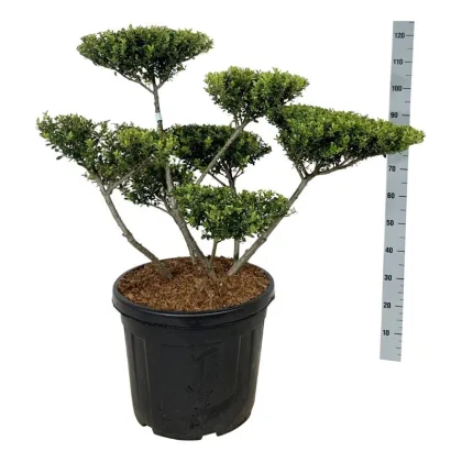 Падуб городчатый Грин Хедж