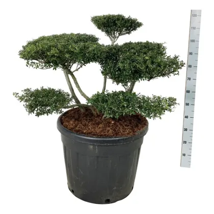 Падуб городчатый Стоукс