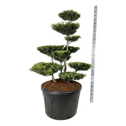 Падуб городчатый Грин Люстре