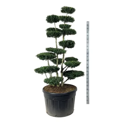 Падуб городчатый Грин Хедж