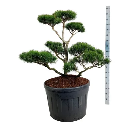 Сосна скрученная