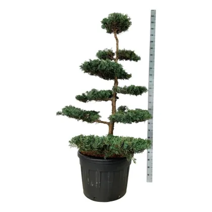 Можжевельник Грей Оул