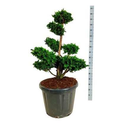 Кипарисовик Тедди Бир