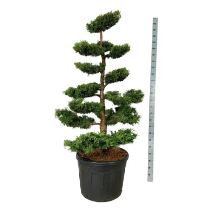 Можжевельник средний пфицериана Ауреа