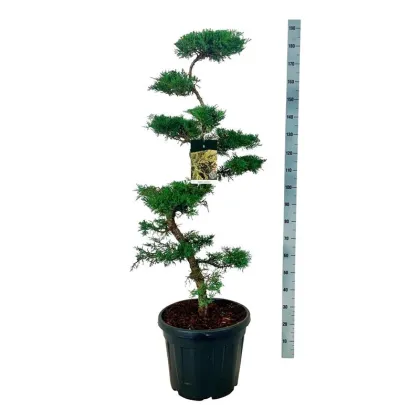 Можжевельник средний пфицериана