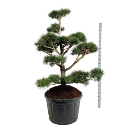 Сосна скрученная