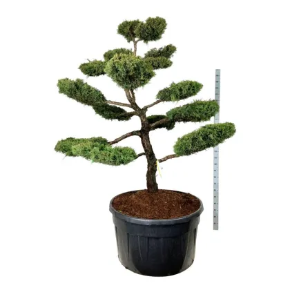 Можжевельник средний пфицериана Ауреа