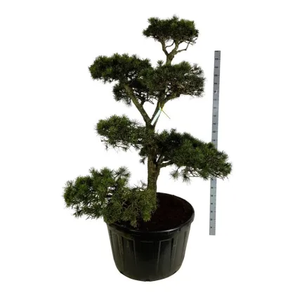 Сосна скрученная