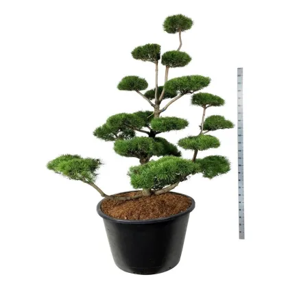 Сосна скрученная