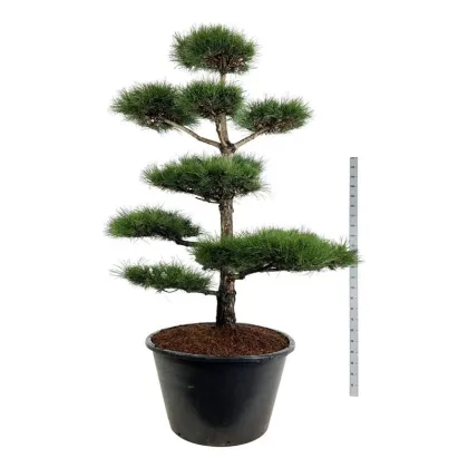 Сосна черная