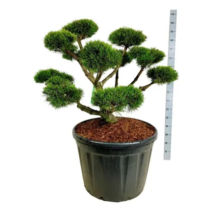 Сосна горная Гном