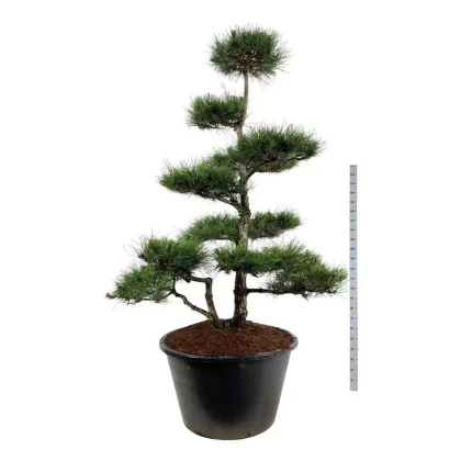 Сосна черная