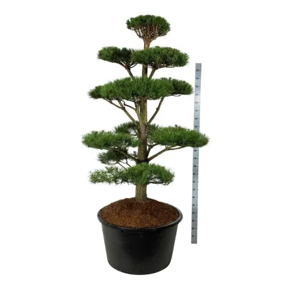 Сосна черная