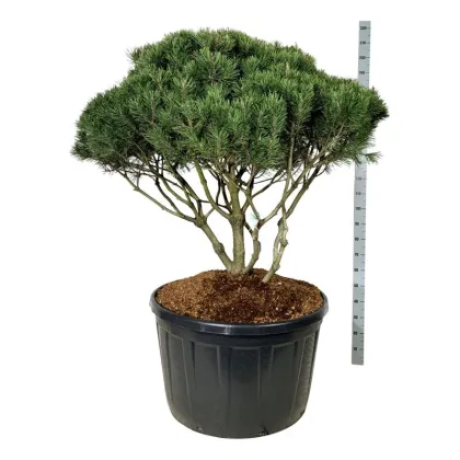 Сосна горная Мугус