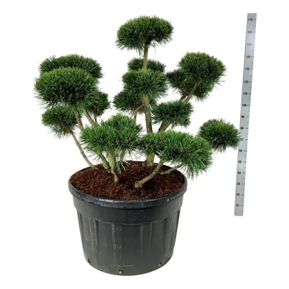Сосна горная Гном