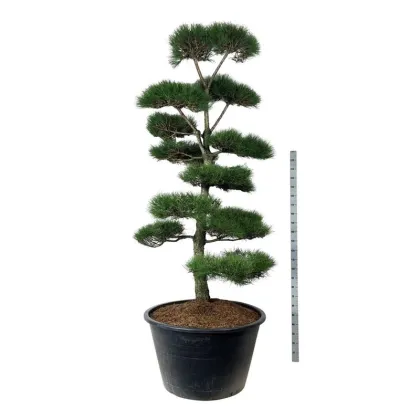 Сосна черная