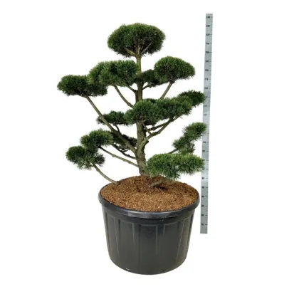 Сосна горная Гном