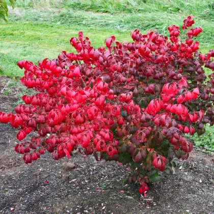 Бересклет крылатый Компактус