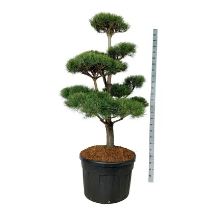 Сосна обыкновенная