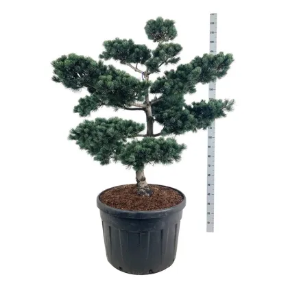 Сосна мелкоцветковая Негиши