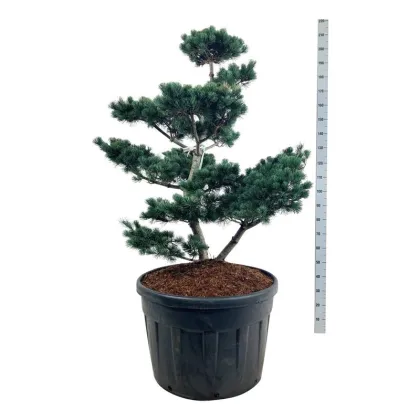 Сосна мелкоцветковая Негиши