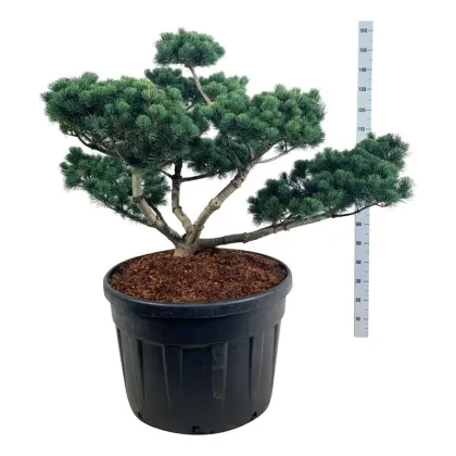 Сосна мелкоцветковая Негиши