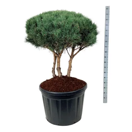 Сосна обыкновенная Ватеррери