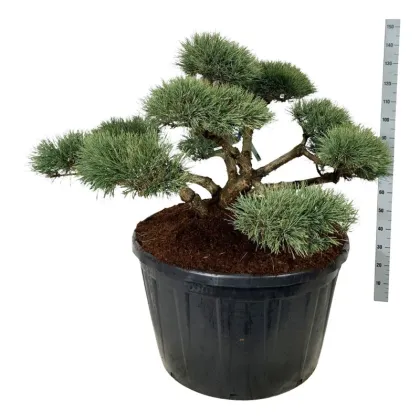 Сосна обыкновенная Репенс