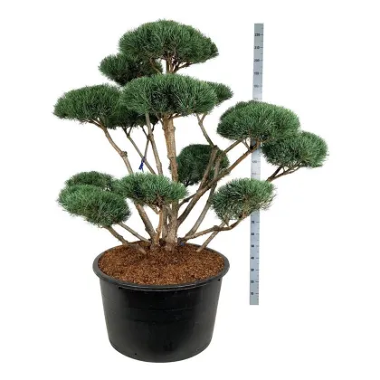 Сосна обыкновенная Ватеррери